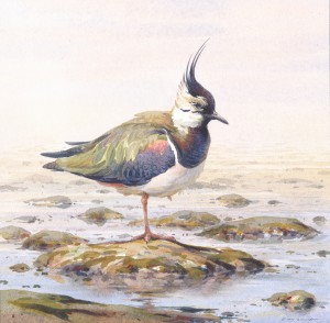 kieivt-vbn-aquareLRl
